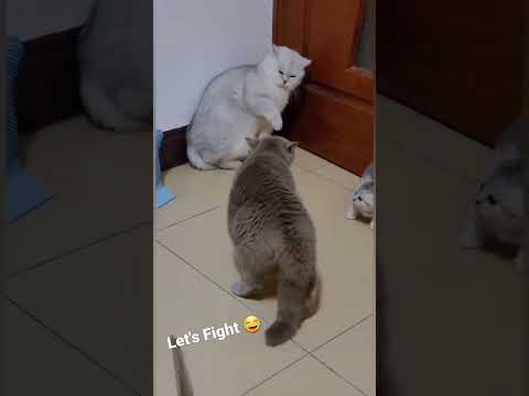 Cats Funny Fight 🤣 #shorts