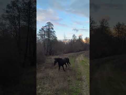 ВИЙШЛИ на прогулянку 🐎😁❤️🔥❤️🔥❤️🔥2025 р.