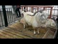 Козоводство: Белые оренбургские пуховые козына Золотой Осени 2010