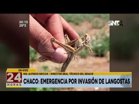 Emergencia por invasión de langostas en el Chaco