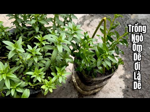Mẹo Nhỏ Xíu Này Trồng Ngò Ôm Trong Chậu Dễ Ơi Là Dễ💯 Thành Công Ngay Lần Đầu