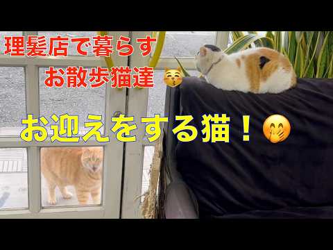 理髪店で暮らすお散歩猫達^^三毛猫のお出迎え!ニャルソック^^招き猫^^ ハートマークをプレゼント!