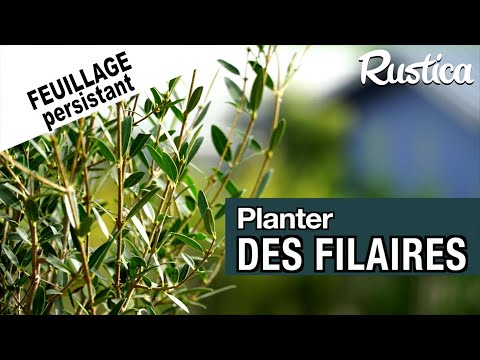 Comment cultiver le filaire à feuilles étroites (Phillyrea angustifolia)