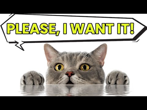 10 Things Cats LOVE (But You Rarely Do)