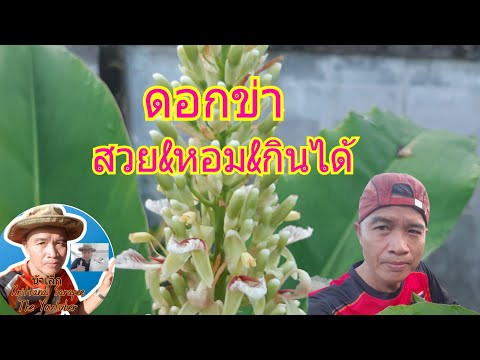 ชมดอกไม้ในสวนกับน้าเล็ก:-ดอกข่ ชมดอกไม้ในสวนกับน้าเล็ก:-ดอกข่