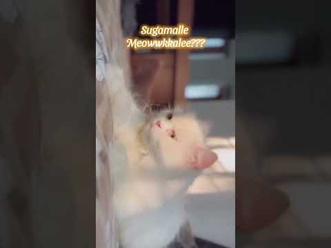 Meowwwism 😼😻#cat #viral #shorts #viralshorts #foryou #trendingshorts