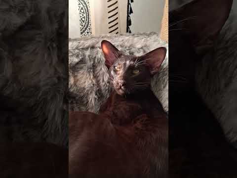 Поднялись Цены | Стетхем юмор #кот #ориенталы #стетхем #цитатыстетхема #юмор #шортсы