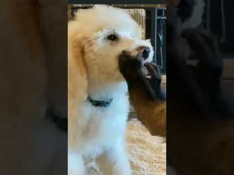 Cute poodle overload 😍 #shorts #poodle #dog