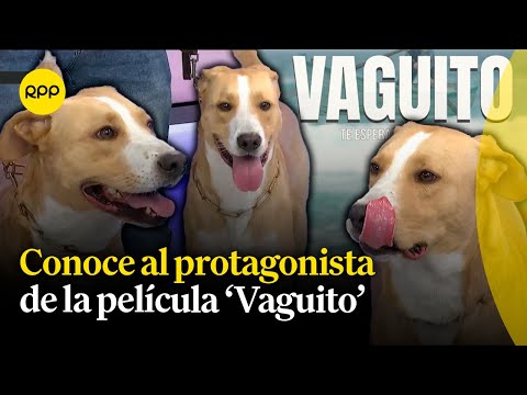 Conozcamos la historia de 'Vaguito', el perrito que protagoniza una película peruana