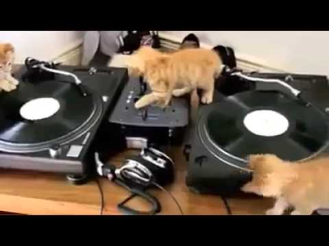 DJ 貓星人 Kitty！