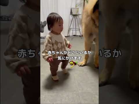 不意に起こる悪気の無い事故。大型犬あるある笑 #大型犬 #赤ちゃん #shorts サムネイル