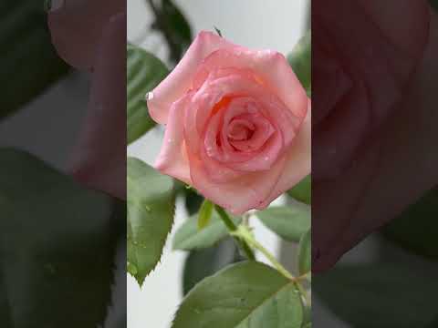 #love #song #youtubeshorts #trending #ytshorts #reels #subscribe #viralvideo #bgm #shorts #viral #yt