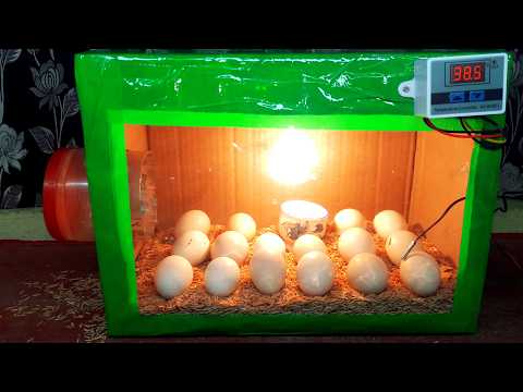 BEST EGG INCUBATOR - PANO GUMAWA NG EGG INCUBATOR NA 100% EPISYENTE