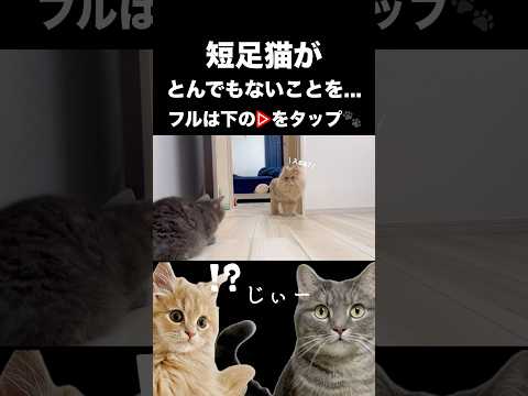猫の動画サムネイル - 弟猫が出禁になりました#shorts #猫 #猫好きさんと繋がりたい