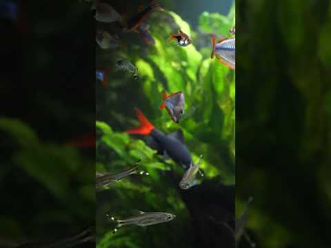 Very curious tropical fish! 👀 #shorts Remember to subscribe! 🤗

Check out our other content!
Facebook_ https_//www.facebook.com/fluval/