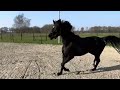 Dressage horse 4-jarige dressuurmerrie