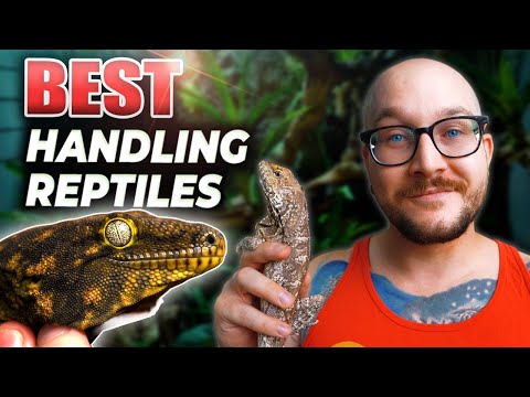 The Most Handleable Reptiles You Didn't Know About Handleable Reptiles are the BEST Pet Reptiles! Here are the Easiest Reptiles to Handle that you neve