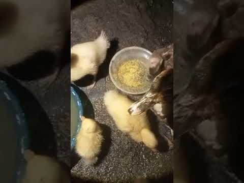kasih makan bebek lucu #duckling#cuteduck#live#videohewan#lucu