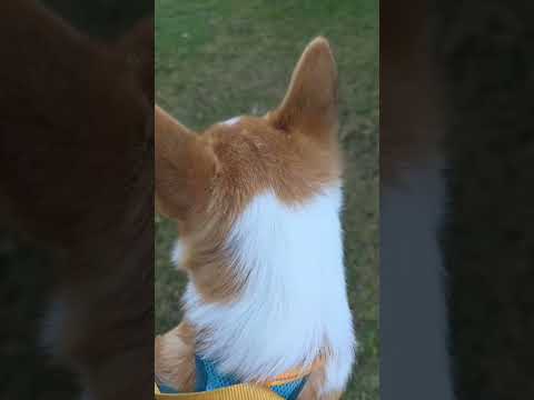 live with Gimli in the mooooorning!