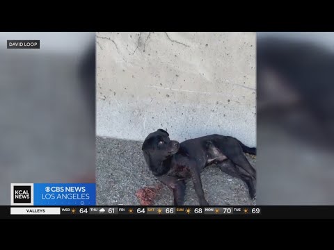 Inland Empire man saves near-dead dog from freeway shoulder