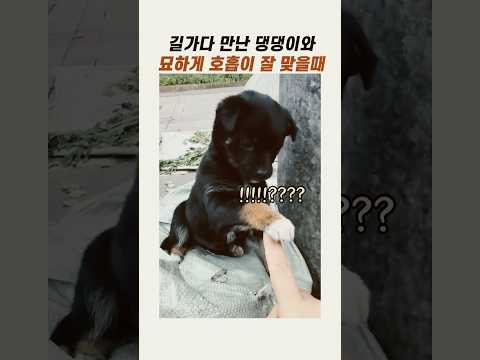 길에서 만난 <strong>강아지와</strong> 호흡이 잘 맞을 때 #귀여운강아지 #댕댕이 #아기강아지