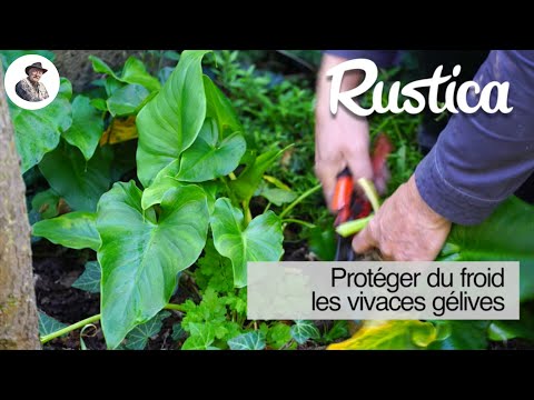 Protéger du froid les plantes vivaces gélives.