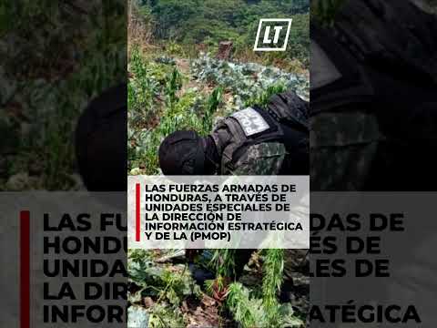 Fuerzas Armadas de Honduras aseguran gran plantación de marihuana en Colón