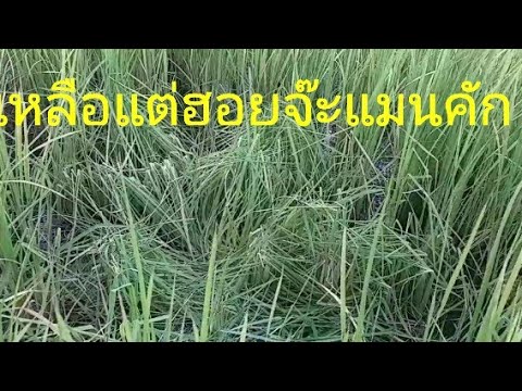 เห็นแต่ฮอยมุ่นอุ้ยปุ้ยจักแมนแน เห็นแต่ฮอยมุ่นอุ้ยปุ้ยจักแมนแน