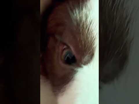 Dogs ലെ കുഞ്ഞൻ vip ബോർഡർ കോലി ❤️🔥#pets #love #puppy #bordercollie #dog