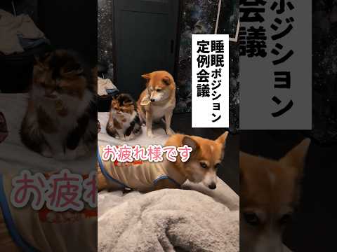 寝る前に会議する犬猫 #柴犬スティーブ