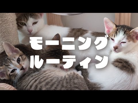 【モーニングルーティン】保護猫家族の朝の様子はこちらです