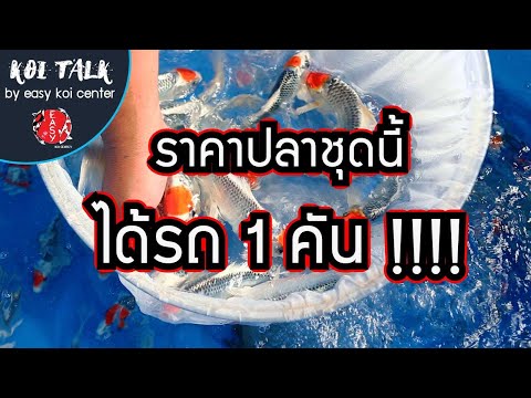 Koi-Talk-EP.-9-ตันโจคุจากุ-ชุด Koi-Talk-EP.-9-ตันโจคุจากุ-ชุด
