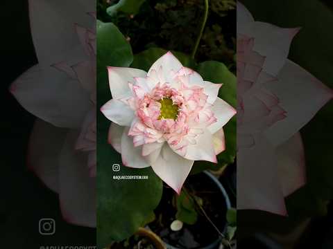 "Simple beauty, infinite depth." Id-Akhila ❤️❤️