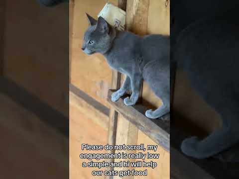 #kittenrescue will help OUrcats get food ( donation link in bio#helpmeplease #catrescue