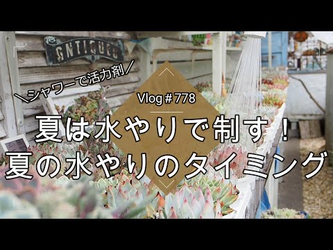 【Vlog778】【多肉植物】夏は水やりで制す！夏の水やりのタイミング【シャワーで活力剤】