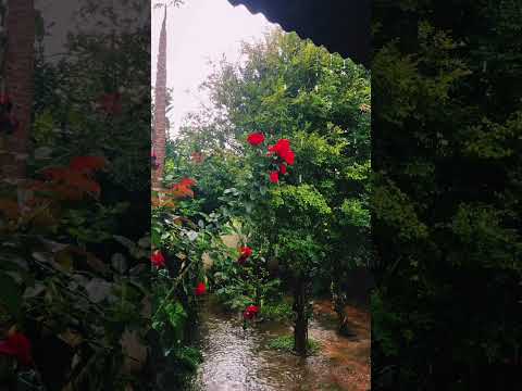 🌧️ Chuva Perfeita para Dormir e Relaxar !!! #chuvaparadormir #rainsounds #chuvanotelhado #shorts