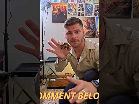 Think I might have a NAME!!! #tortoies #reptileexpo #reptiles