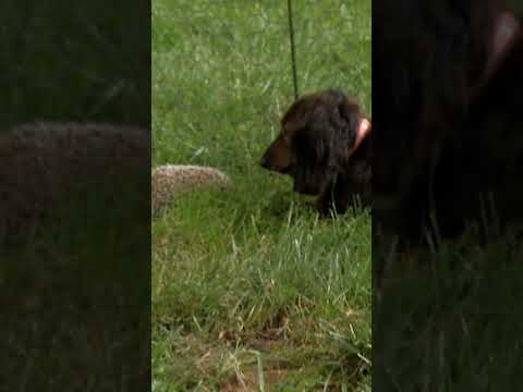 Pip the Porcupine and Doodle the Dog Become Unlikely Besties | Too
Cute! | Animal Planet