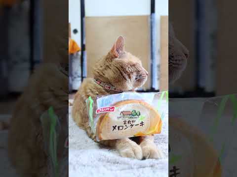 猫の動画サムネイル - 富良野 メロンケーキ　250623 #cat #cute #猫のいる暮らし #ねこ #ネコ #cutecat #猫のいる生活　#のせ猫 #kitten　#のせ猫