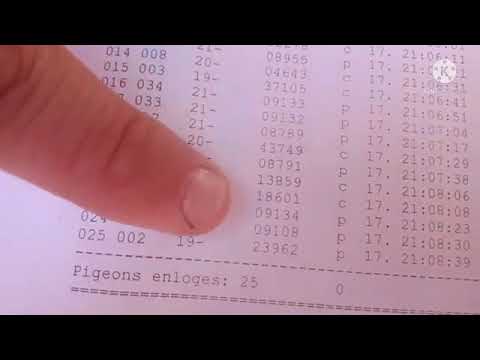 مبروك البطل زهير بوردة من أبطال مدينة المحمدية لهواة الحمام الزاجل 