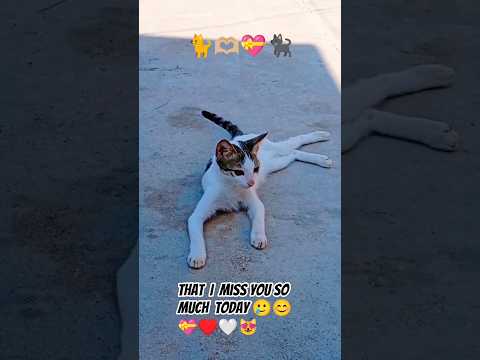 I just want to say 💗#cat #pets #kitten #fypシ゚viral #cutecat #meow #memes #ytshorts #catshorts