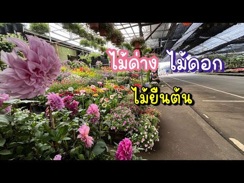 Khonbaanbaan คนบ้านบ้าน ไม้ดอกไม้ด่างไม้ยืนต้นสวยๆที่การเด้นท์เซ็นเตอร์บางใหญ่นนทบุร