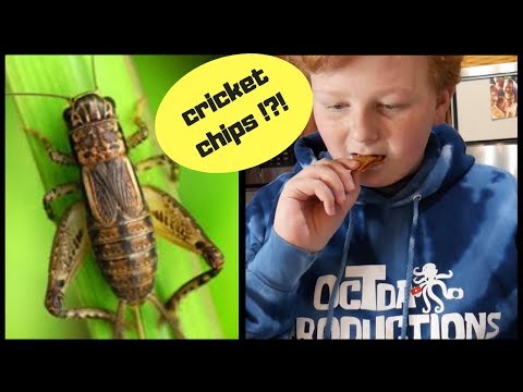 MAKING CRICKET CHIPS!