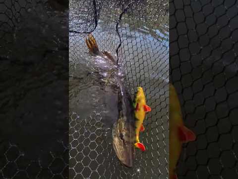 WINNER!!! Savage Gear 4D Line Thru Perch Shad #savagegear #pike #fishing #nature