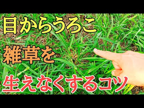雑草対策｜今が最盛期のイネ科雑草を再び生えなくする方法
