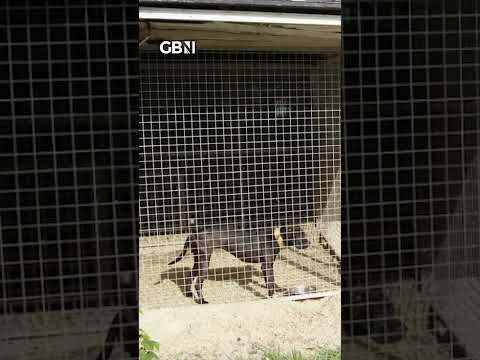 Four members of a dog-fighting ring including kingpin known as Doctor Death have been jailed #gbnews