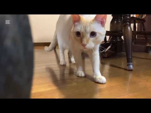 猫 面白い#猫#可愛い