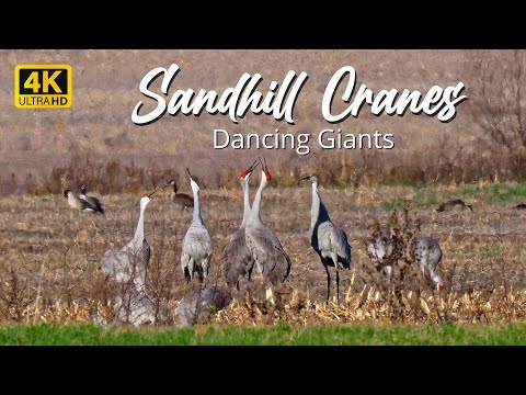 Sandhill Cranes - Dancing Giants