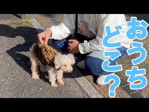 迷い犬を保護した時の事