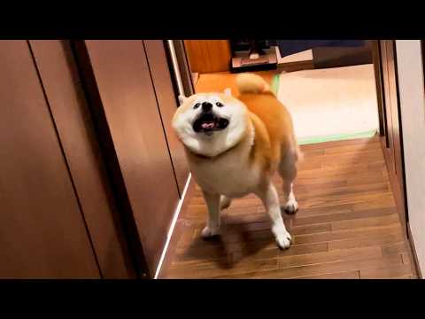 家族との再会が嬉しくて大回転を連発するも、こっちを見るたびにちょっと止まって笑顔になる柴犬